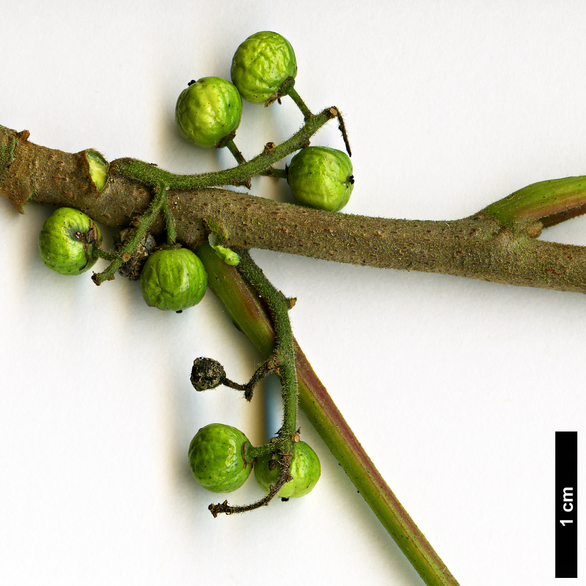 High resolution image: Family: Anacardiaceae - Genus: Rhus - Taxon: radicans